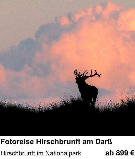 Themenbezogener Fotokurs für Aufnahmen zu Fotoreise Hirschbrunft am Darß: Hirschbrunft im Nationalpark