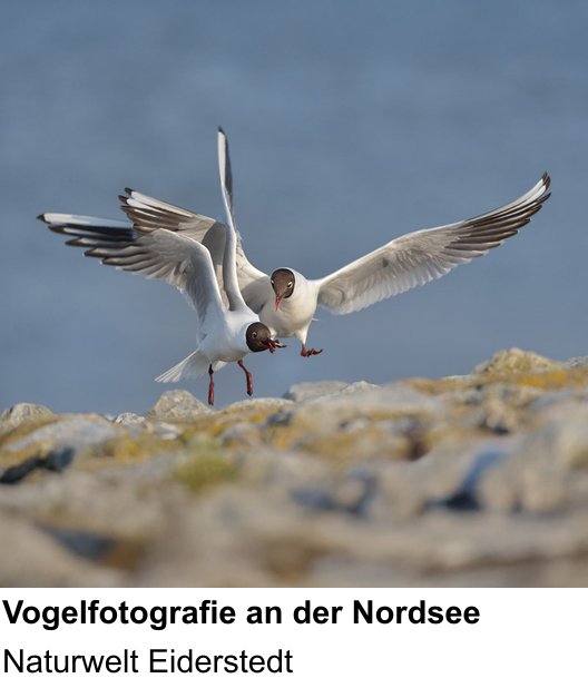 Themenbezogener Fotokurs für Aufnahmen zu Küstenvögel und Landschaft an der Nordsee: Naturwelt Eiderstedt