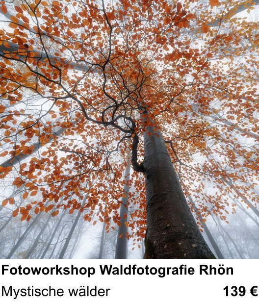 Themenbezogener Fotokurs für Aufnahmen zu Fotoworkshop Waldfotografie Rhön: Mystische wälder
