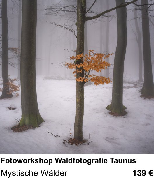 Themenbezogener Fotokurs für Aufnahmen zu Fotoworkshop Waldfotografie Taunus: Mystische Wälder