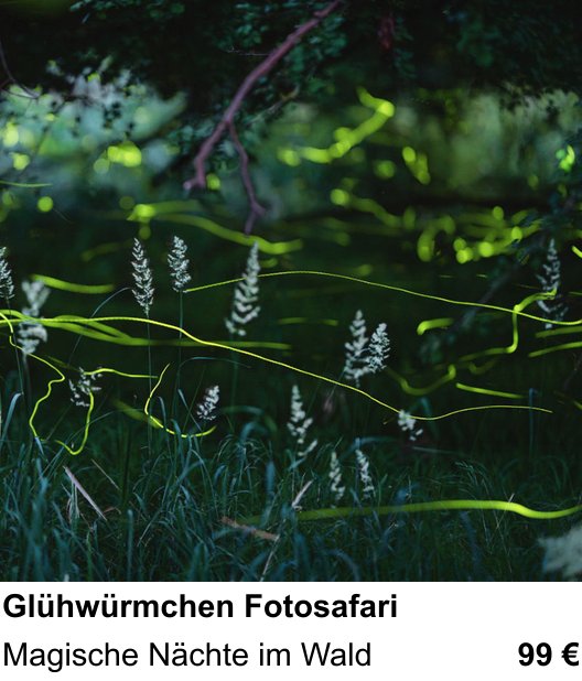 Themenbezogener Fotokurs für Aufnahmen zu Glühwürmchen Fotosafari: Magische Nächte im Wald