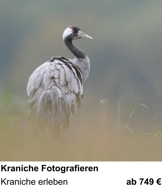Themenbezogener Fotokurs für Aufnahmen zu Kraniche Fotografieren: Kraniche erleben