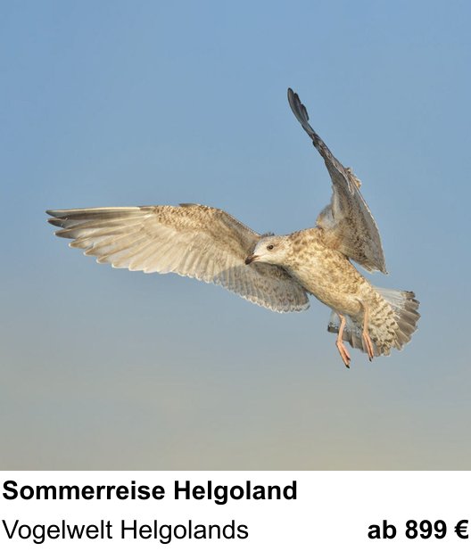 Themenbezogener Fotokurs für Aufnahmen zu Naturfotografie auf der Hochseeinsel: Vogelwelt Helgolands