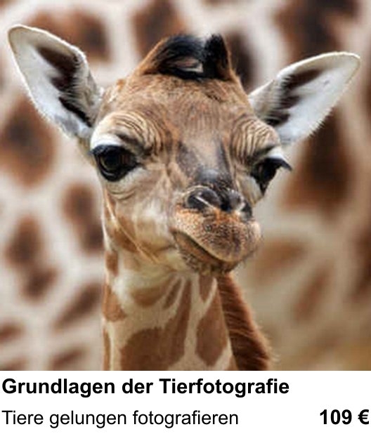 Grundlagen der Tierfotografie trainieren im Fotokurs in Wiesbaden