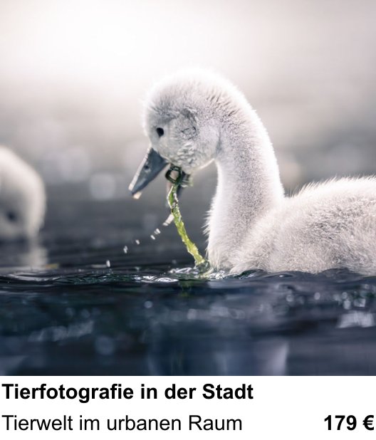 Tierfotografie in der Stadt trainieren im Fotokurs in Wiesbaden