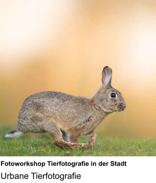 Fotoworkshop Tierfotografie in der Stadt trainieren im Fotokurs in Wiesbaden