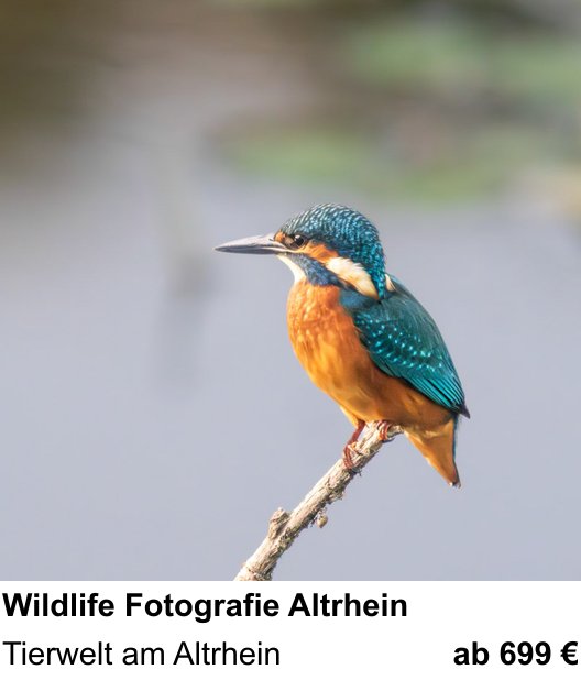 Themenbezogener Fotokurs für Aufnahmen zu Wildlife Fotografie Altrhein: Tierwelt am Altrhein