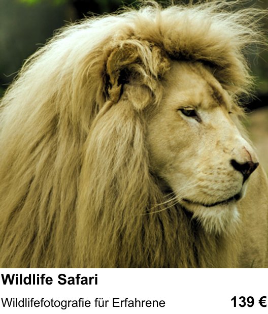 Wildlife Safari trainieren im Fotokurs in Wiesbaden