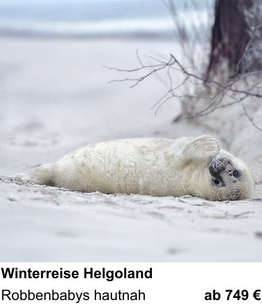 Themenbezogener Fotokurs für Aufnahmen zu Naturfotografie auf Helgoland im Winter: Robbenbabys hautnah
